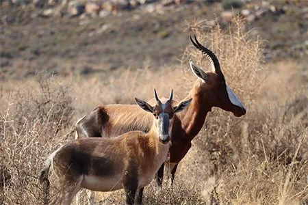 Hartebeest standing among dry vegetation in the reserve