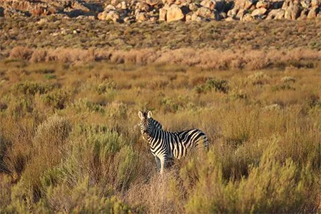A Cape mountain zebra standing in the fynbos